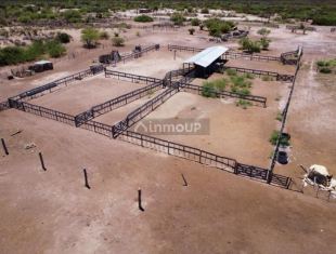 Lavalle Campo Estratégico de 300ha en Mendoza Lavalle - Ideal, Producción Ganadera