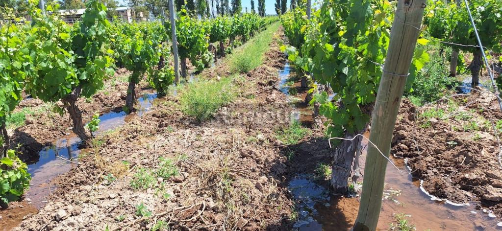 Viñedo en Venta en Lujan de Cuyo, Mendoza
