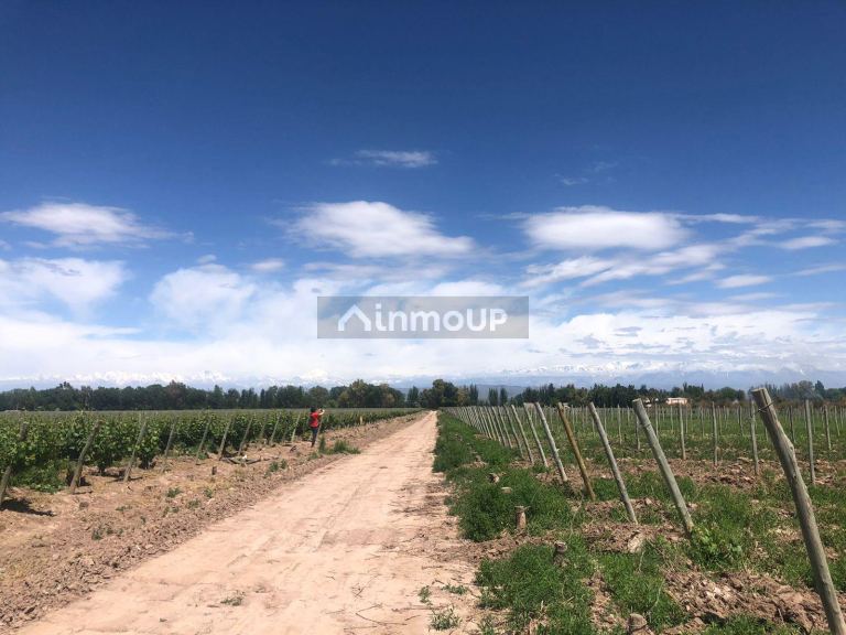 Viñedo en Venta en Lujan de Cuyo, Mendoza