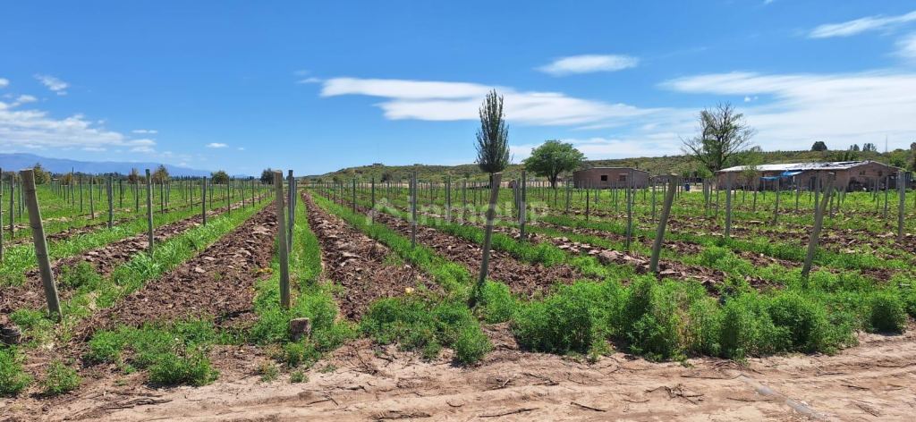 Viñedo en Venta en Lujan de Cuyo, Mendoza