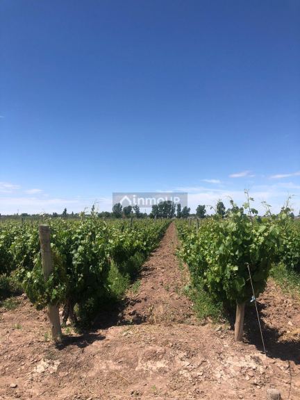 Viñedo en Venta en Lujan de Cuyo, Mendoza