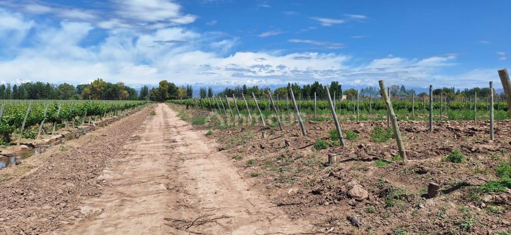 Viñedo en Venta en Lujan de Cuyo, Mendoza
