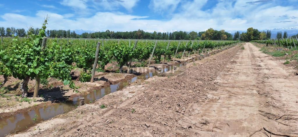 Viñedo en Venta en Lujan de Cuyo, Mendoza