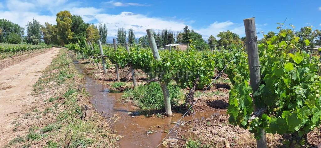 Viñedo en Venta en Lujan de Cuyo, Mendoza