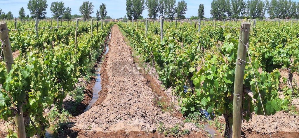 Viñedo en Venta en Lujan de Cuyo, Mendoza
