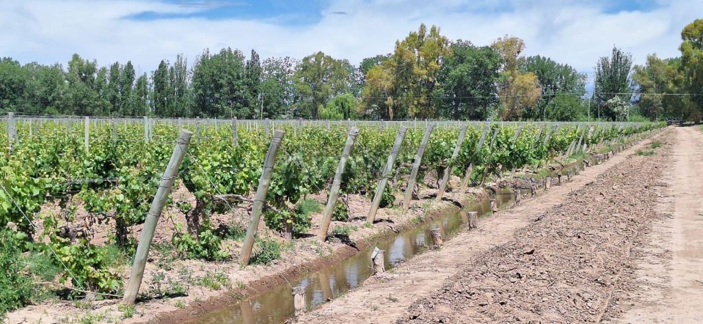 Viñedo en Venta en Lujan de Cuyo, Mendoza