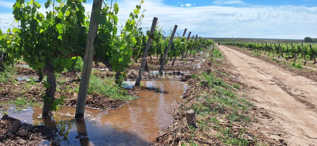 Viñedo en Venta en Lujan de Cuyo, Mendoza