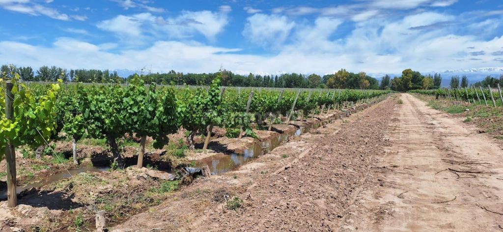 Viñedo en Venta en Lujan de Cuyo, Mendoza