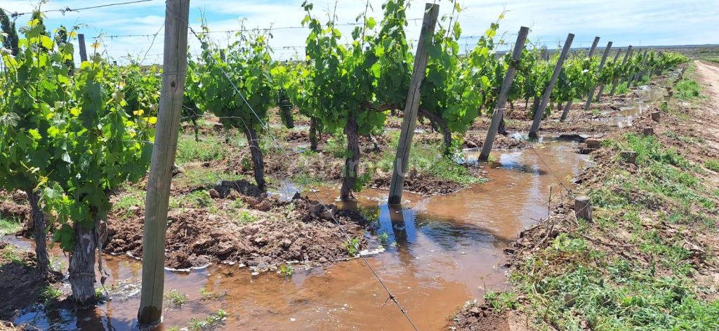 Viñedo en Venta en Lujan de Cuyo, Mendoza