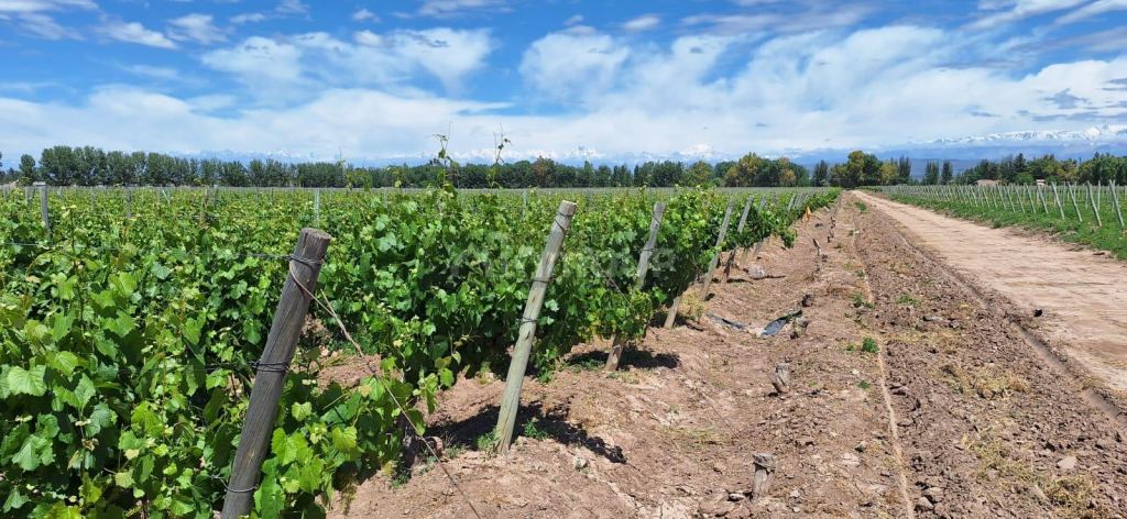 Viñedo en Venta en Lujan de Cuyo, Mendoza
