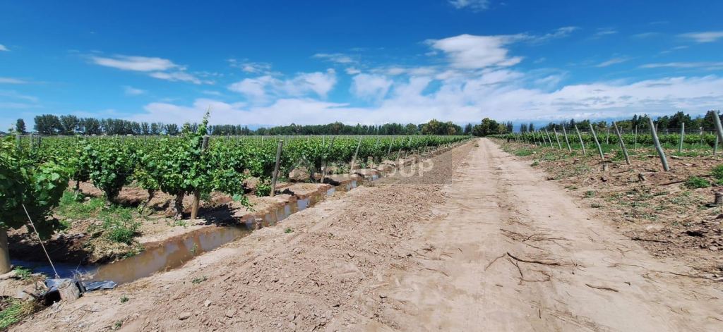 Viñedo en Venta en Lujan de Cuyo, Mendoza