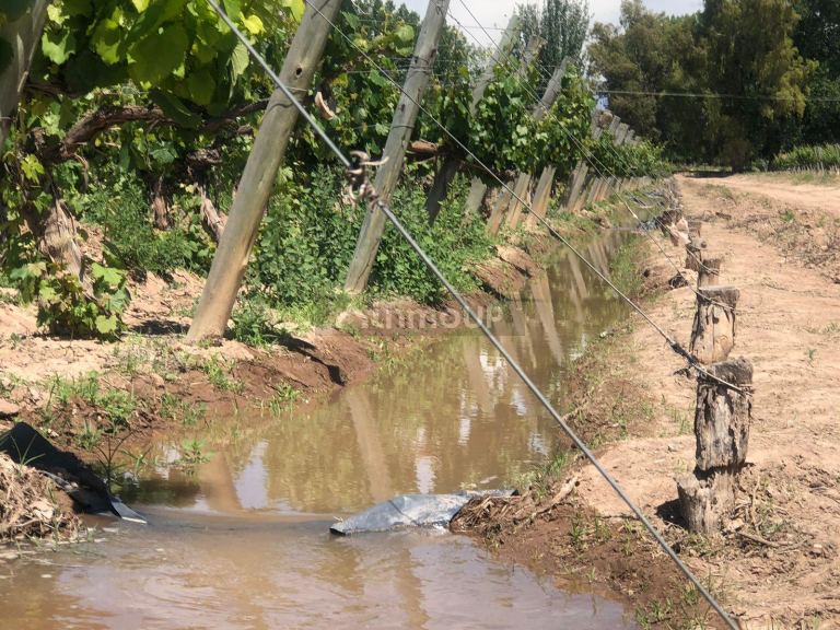 Viñedo en Venta en Lujan de Cuyo, Mendoza