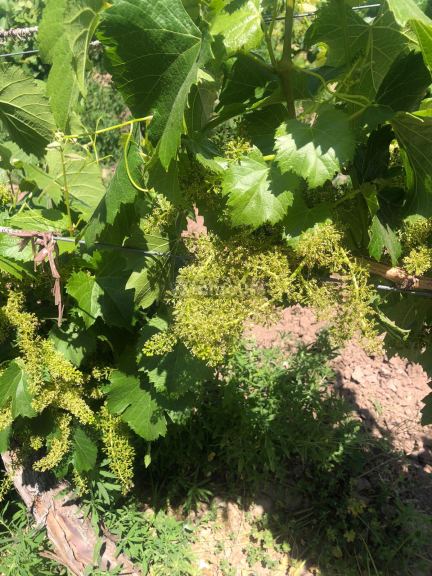 Viñedo en Venta en Lujan de Cuyo, Mendoza