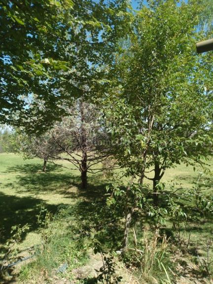 Quinta en Venta en Lujan de Cuyo, Mendoza