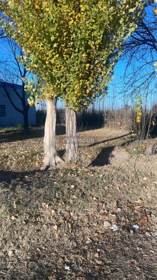 Lote en Venta en General alvear, Mendoza