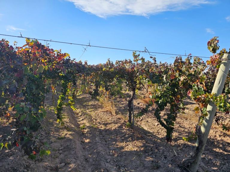Finca en Venta en San Martin, Mendoza