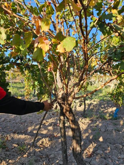 Finca en Venta en San Martin, Mendoza