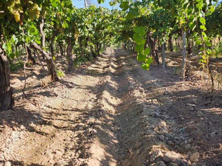 Finca en Venta en San Martin, Mendoza