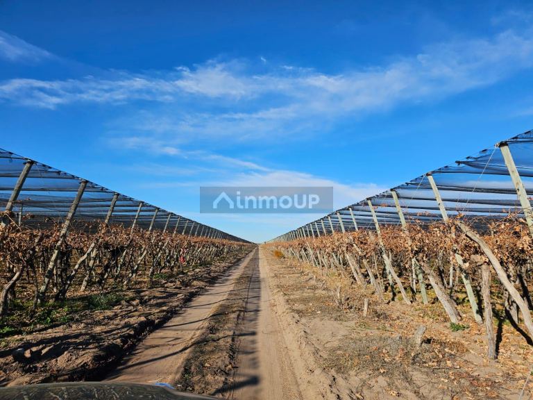 Finca en Venta en San Martin, Mendoza