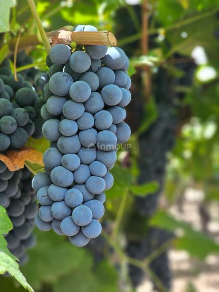 Finca en Venta en San Martin, Mendoza