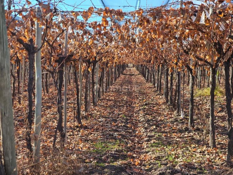 Finca en Venta en San Martin, Mendoza