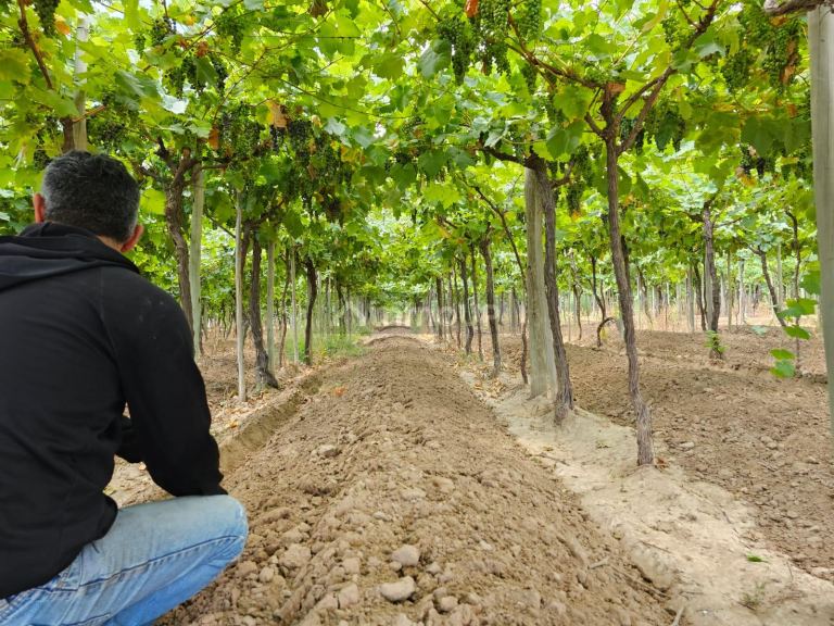 Finca en Venta en San Martin, Mendoza