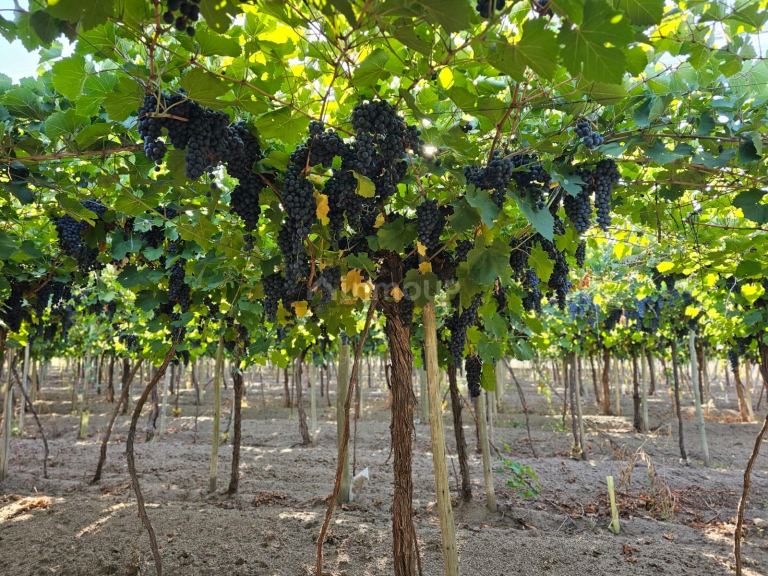 Finca en Venta en San Martin, Mendoza