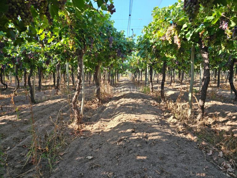 Finca en Venta en San Martin, Mendoza