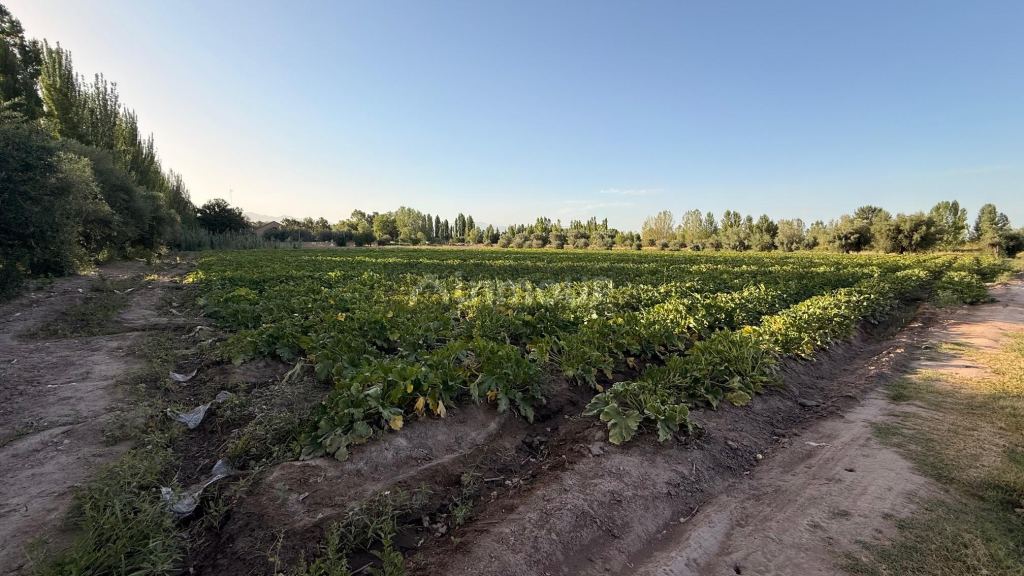 Finca en Venta en Maipu, Mendoza