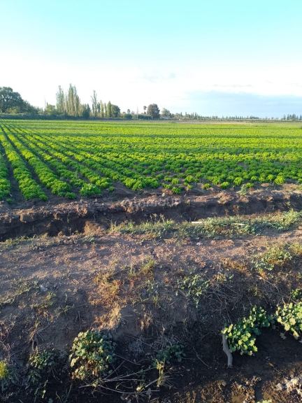 Finca en Venta en Maipu, Mendoza