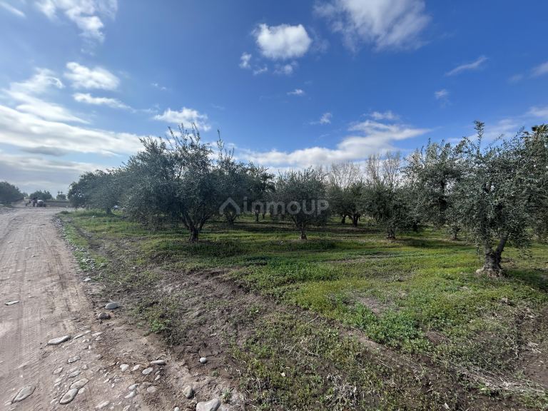 Finca en Venta en Maipu, Mendoza