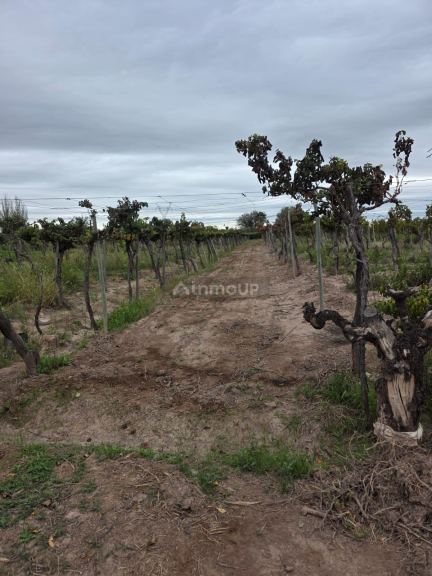 Finca en Venta en Maipu, Mendoza