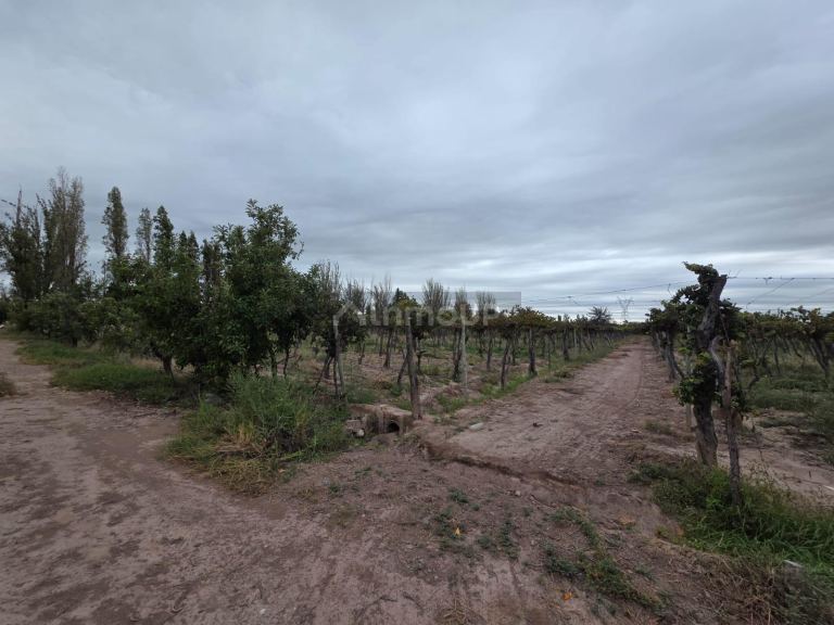 Finca en Venta en Maipu, Mendoza