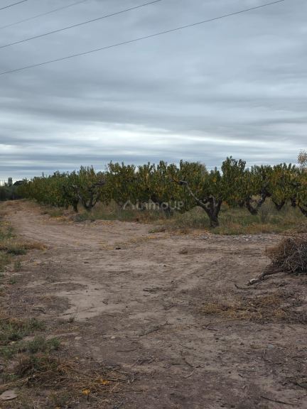 Finca en Venta en Maipu, Mendoza