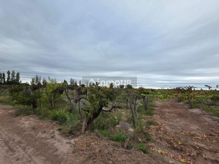Finca en Venta en Maipu, Mendoza