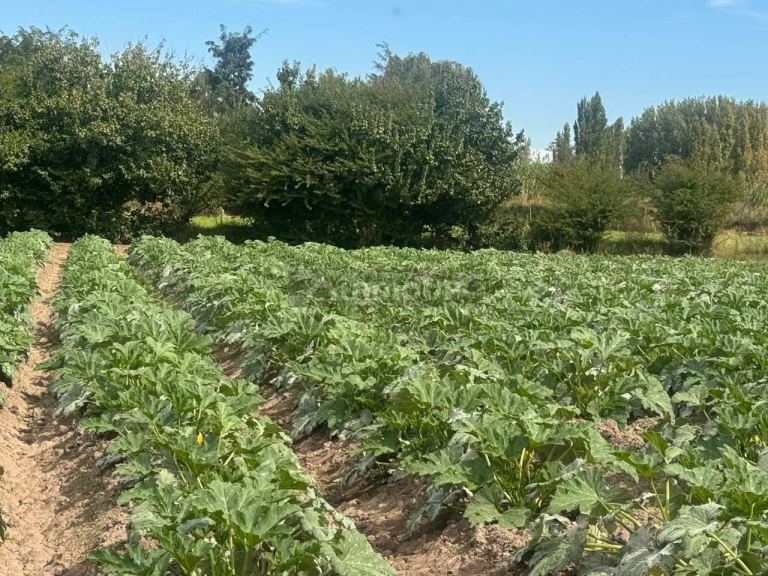Terreno en Venta en Maipu, Mendoza