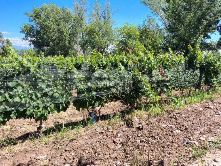 Finca en Venta en Tunuyan, Mendoza