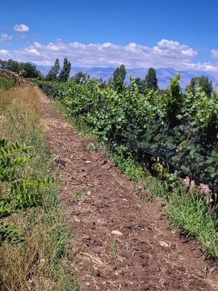 Finca en Venta en Tunuyan, Mendoza