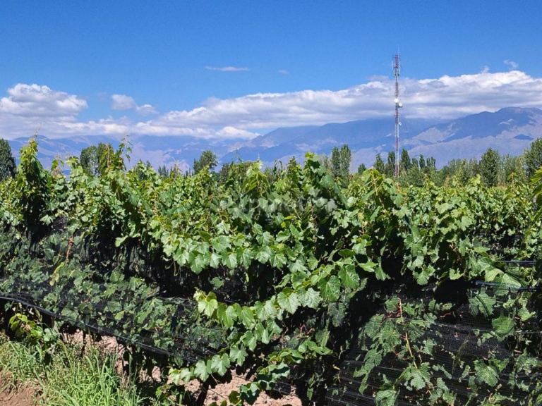 Finca en Venta en Tunuyan, Mendoza