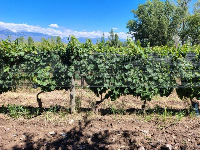 Finca en Venta en Tunuyan, Mendoza