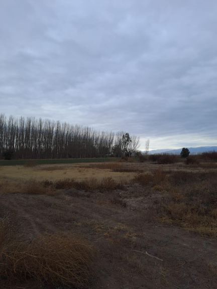 Finca en Venta en Lavalle, Mendoza