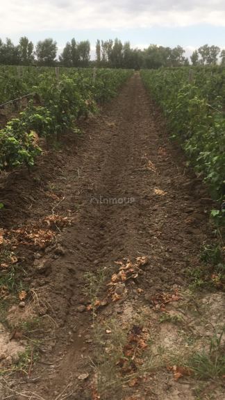 Finca en Venta en Lavalle, Mendoza