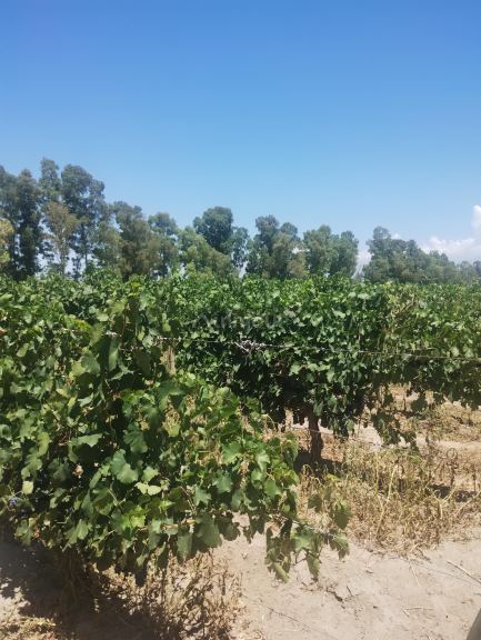 Finca en Venta en Lavalle, Mendoza