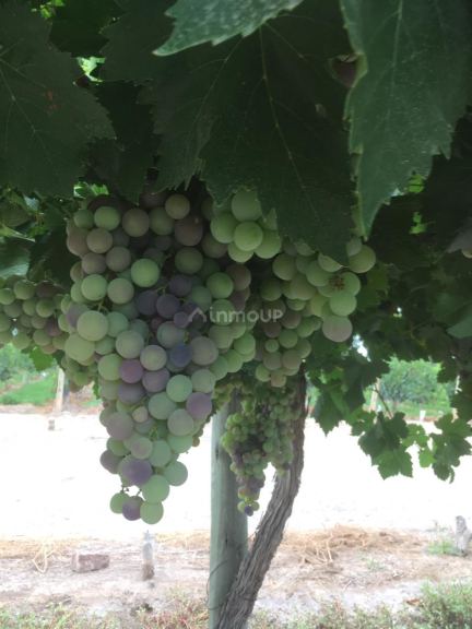 Finca en Venta en Lavalle, Mendoza