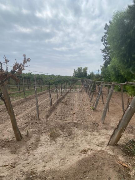 Finca en Venta en Lavalle, Mendoza