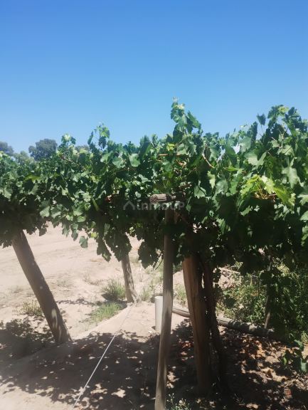 Finca en Venta en Lavalle, Mendoza