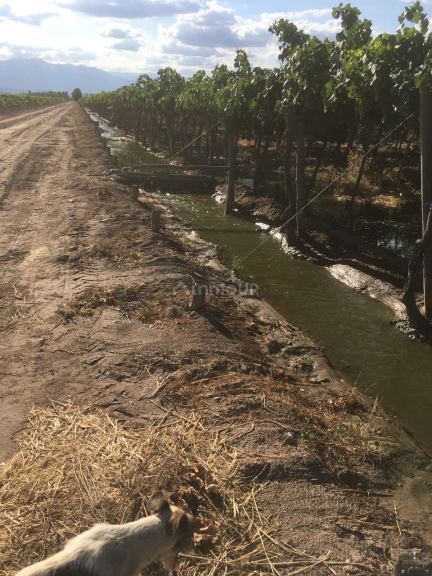 Finca en Venta en Lavalle, Mendoza