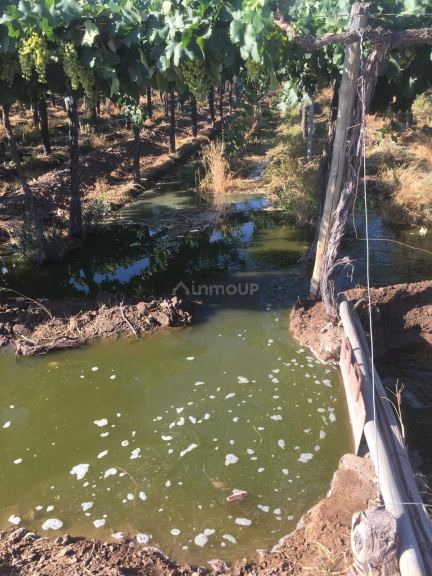 Finca en Venta en Lavalle, Mendoza