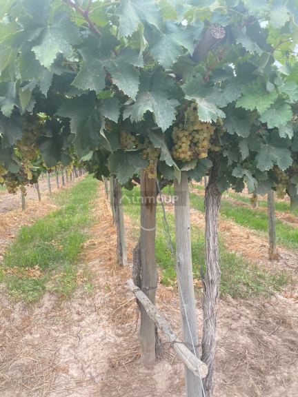 Finca en Venta en Lavalle, Mendoza