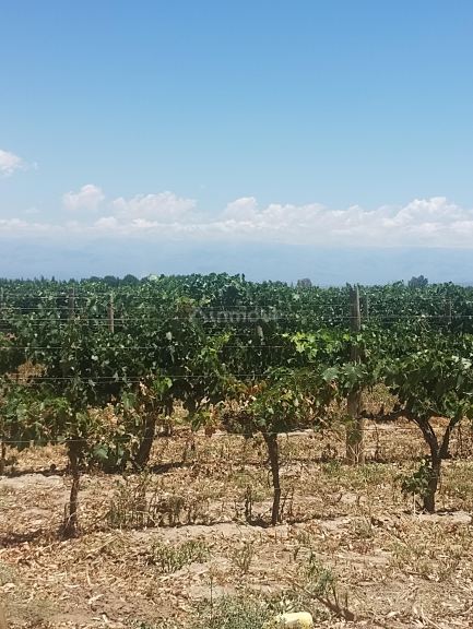 Finca en Venta en Lavalle, Mendoza